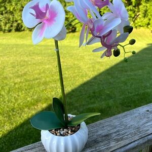 Nearly natural Phalaenopsis orchid